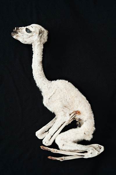 dried llama fetus