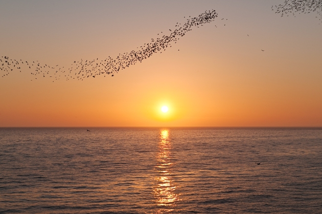 starling flock at sunset