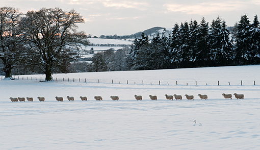 sheep in the snow, Presteigne